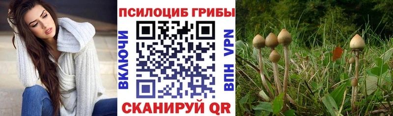 Псилоцибиновые грибы Cubensis  kraken онион  сайты даркнета состав  Ворсма 